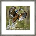 Gotcha! #1 Framed Print