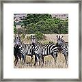 Grants Zebras, Kenya #1 Framed Print