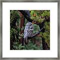 Great Gray Owl #2 Of 5 Framed Print