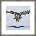 Great Grey Owl In Flight #1 Framed Print