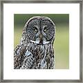 Great Grey Owl #1 Framed Print