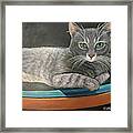 Grey Tabby Cat Framed Print