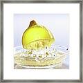 Half A Lemon On Lemon Squeezer #1 Framed Print