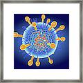Hendra Virus Structure #1 Framed Print