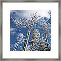 Hoar Frost On Dead Trees #1 Framed Print