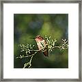 Hummingbird On A Branch #1 Framed Print