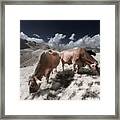 Infrared Cows #1 Framed Print