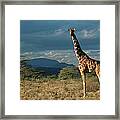 Kenya, Buffalo Springs National #1 Framed Print