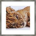 Lion Cub Panthera Leo Lying On Side #1 Framed Print