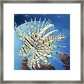 Lion Fish #1 Framed Print