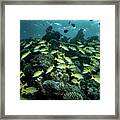 Living Reef #1 Framed Print