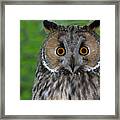 Long-eared Owl #1 Framed Print