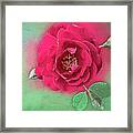 Luscious Red Rose #1 Framed Print