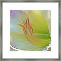 Luxurious Lily #1 Framed Print