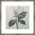 Magnolia Soulangiana #1 Framed Print