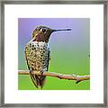 Midsummer Night's Dream Iv - Male Anna's Hummingbird Framed Print