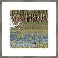 Milky White Egret Framed Print