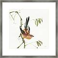 Mountain Bush Warbler #1 Framed Print