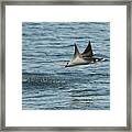 Munk's Mobula Ray / Devilray Leaping Out Of The Water, Sea #1 Framed Print