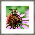 Macro Photography - Bee Framed Print