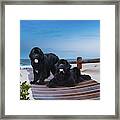 Newfies, Magnificent Water Dogs #1 Framed Print