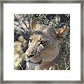 Okavango Lioness Framed Print