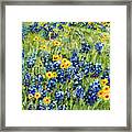 Painted Hills - Bluebonnets And Coreopsis Framed Print