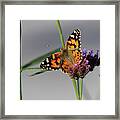 Painted Lady Butterfly Beauty #2 Framed Print