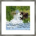 Pilgrim Creek Moose #1 Framed Print