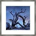 Pine Tree At Night, Mount Scott, Wichita Mountains Nwr, Oklahoma #1 Framed Print