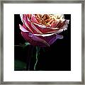 Pink Rose #1 Framed Print