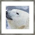 Polar Bear Portrait #1 Framed Print