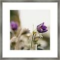 Purple Flowers #1 Framed Print