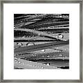 Rain On Siberian Iris #1 Framed Print