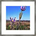 Reaching For The Sky -  Spring Prairie Crocus / Pasque Flower In South Wisconsin Prairie #1 Framed Print