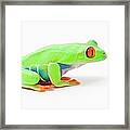 Red-eyed Tree Frog Agalychnis Callidryas #1 Framed Print