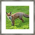 Red Fox Cub #1 Framed Print