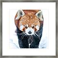 Red Panda #1 Framed Print