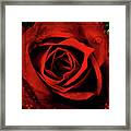 Red, Red Rose #1 Framed Print