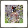 Ring Necked Pheasant #1 Framed Print