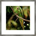 Rose-ringed Parakeet Psittacula Krameri #1 Framed Print