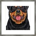 Rottweiler #1 Framed Print