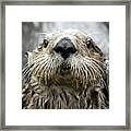 Sea Otter Face Framed Print