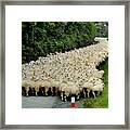Sheep River #1 Framed Print