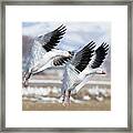 Snow Geese  #1 Framed Print