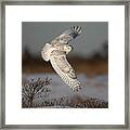 Snowy Owl #1 Framed Print