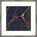 Spinal Ganglion Nerve Fibers Sem #1 Framed Print