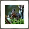 Squirrel #3 Framed Print