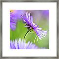 Summer Splash #1 Framed Print