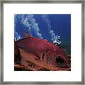 Swimming With The Fish In St. Thomas Framed Print